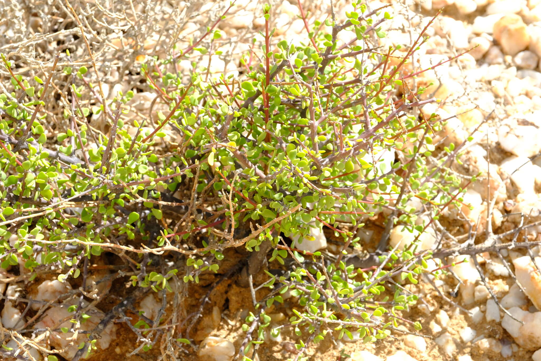 Image of Portulacaria fruticulosa (H. Pearson & Stephens) Bruyns & Klak