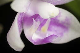 Image of Phalaenopsis modesta J. J. Sm.