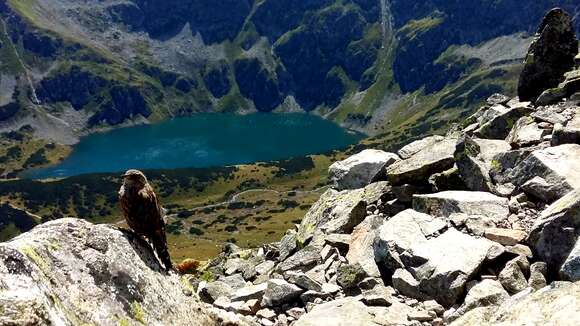 Image of Alpine Accentor