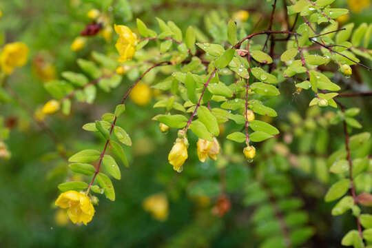 Image of Hypericum