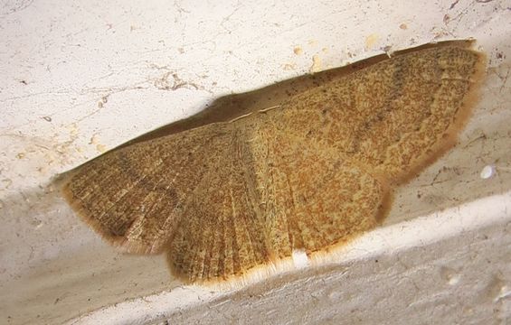 Image of Common Tan Wave