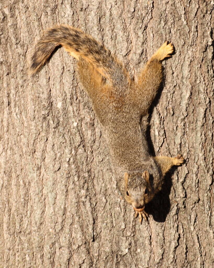 Image of Sciurus subgen. Sciurus Linnaeus 1758