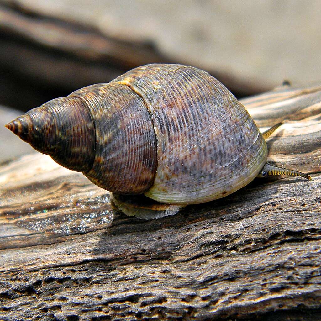 Image de Littoraria angulifera (Lamarck 1822)