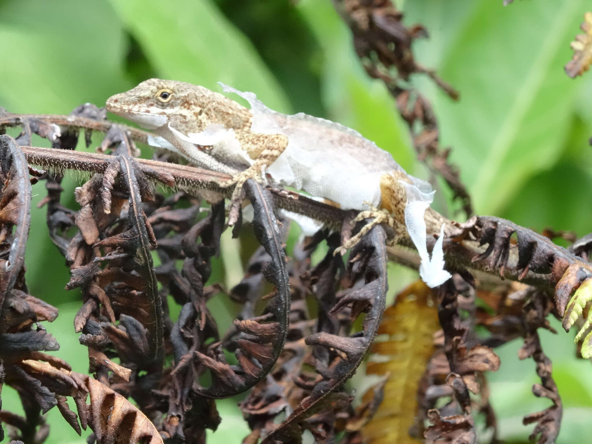 Image of Blemished Anole