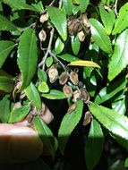 Image of <i>Ulmus parvifolia</i>