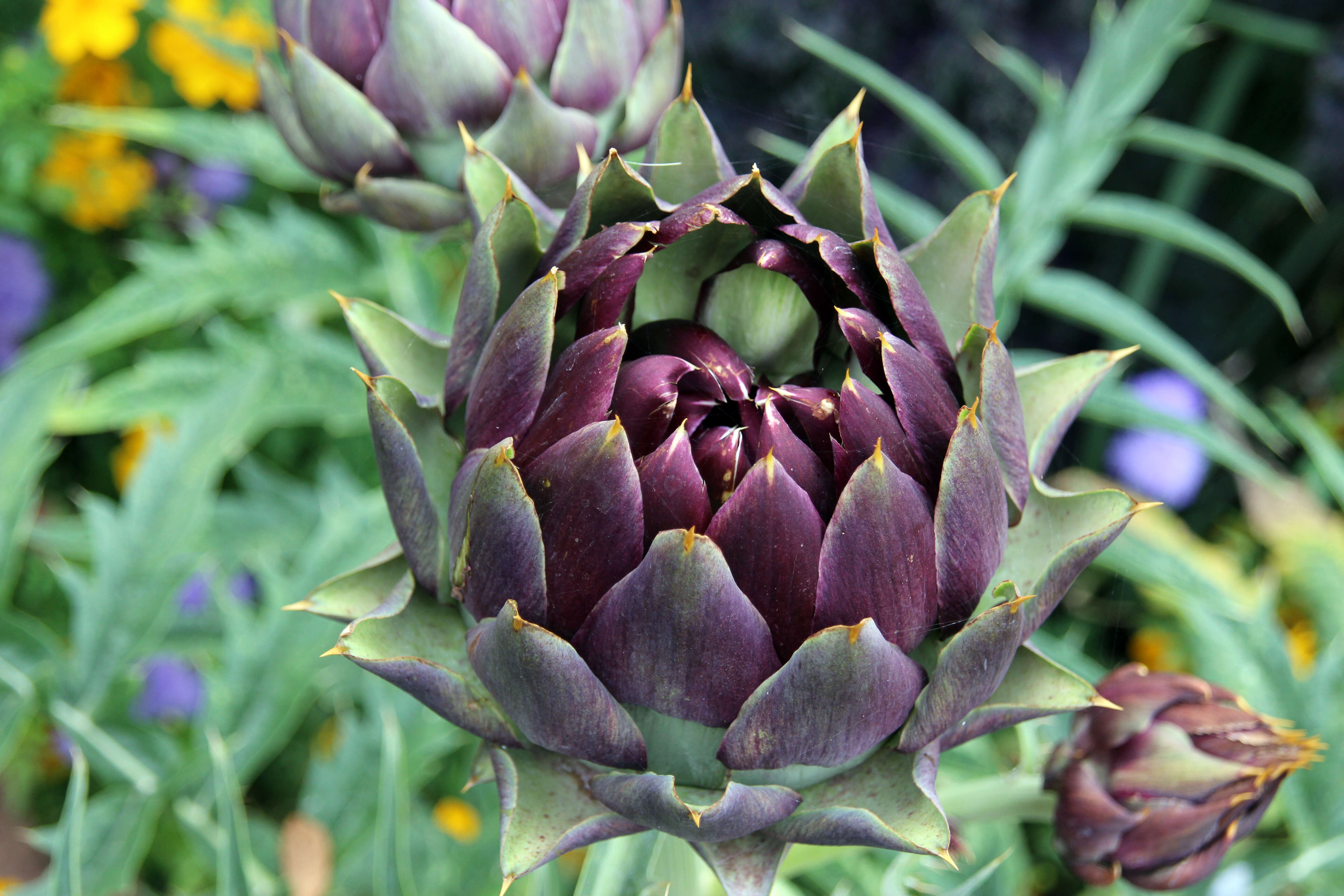 Image of cardoon