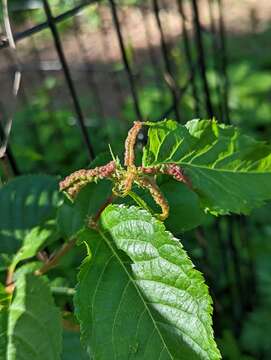 Image of Taphrina wiesneri (Ráthay) Mix 1954