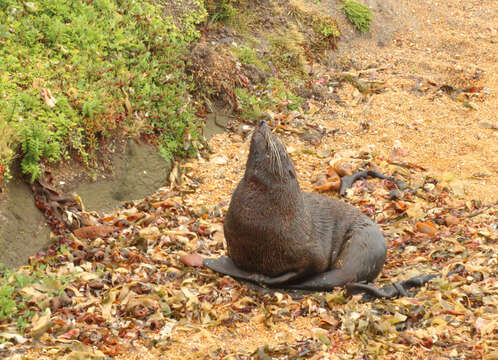 Image of Antipodean Fur Seal