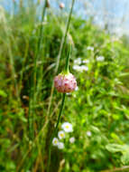 Image of wild garlic