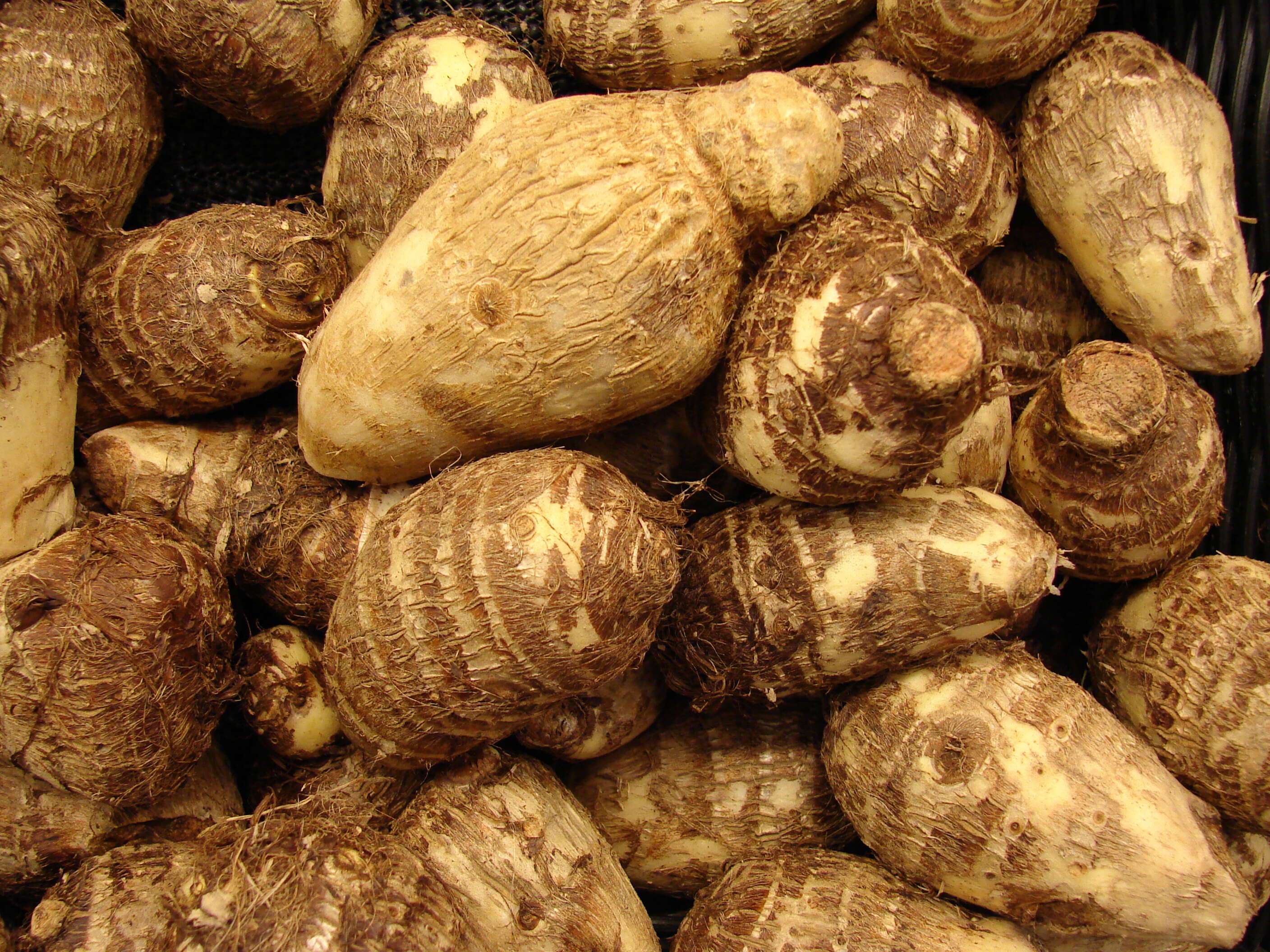 Image of Wild Taro