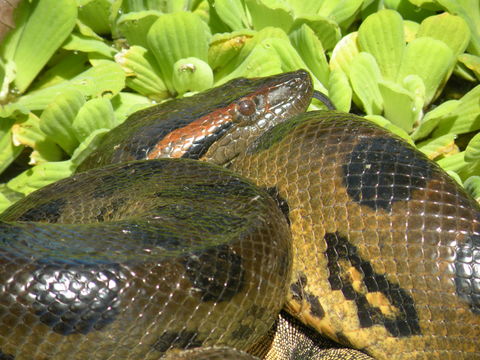 Image of Green anaconda
