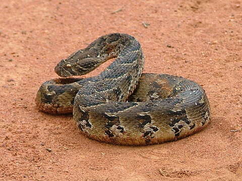 Image of puff adder