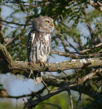 صورة Glaucidium perlatum (Vieillot 1817)