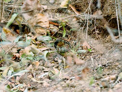 Image of Brambling