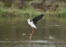 Image of Black-winged Stilt