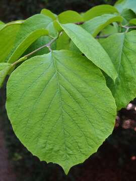 Plancia ëd Styrax obassia Siebold & Zucc.