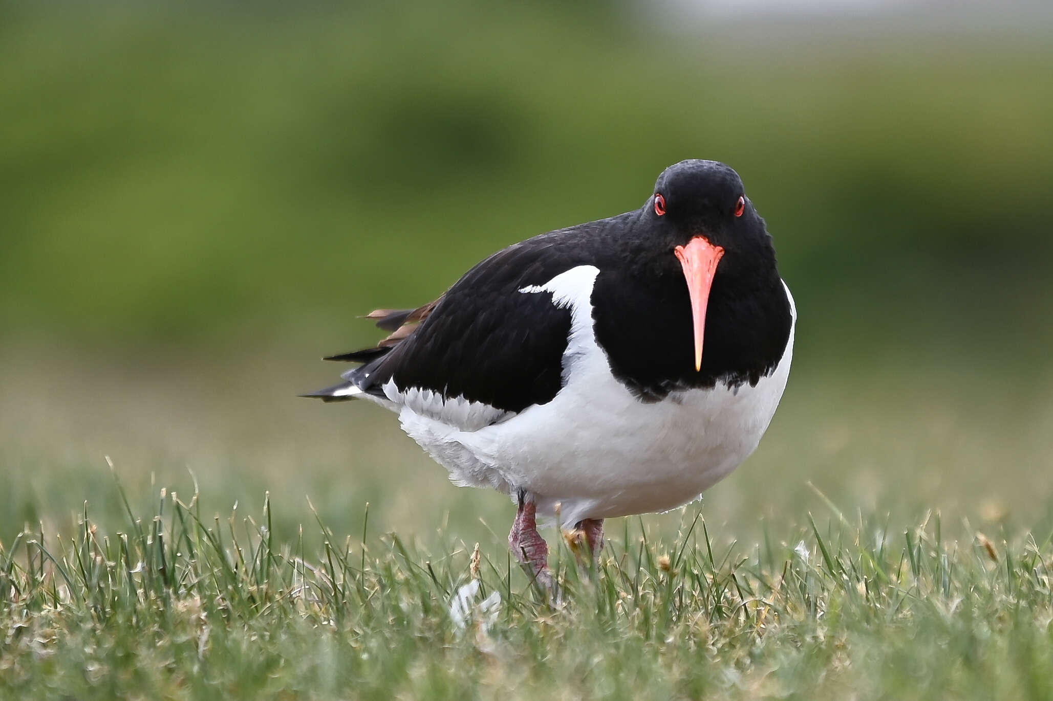 Image of oystercatcher, eurasian oystercatcher