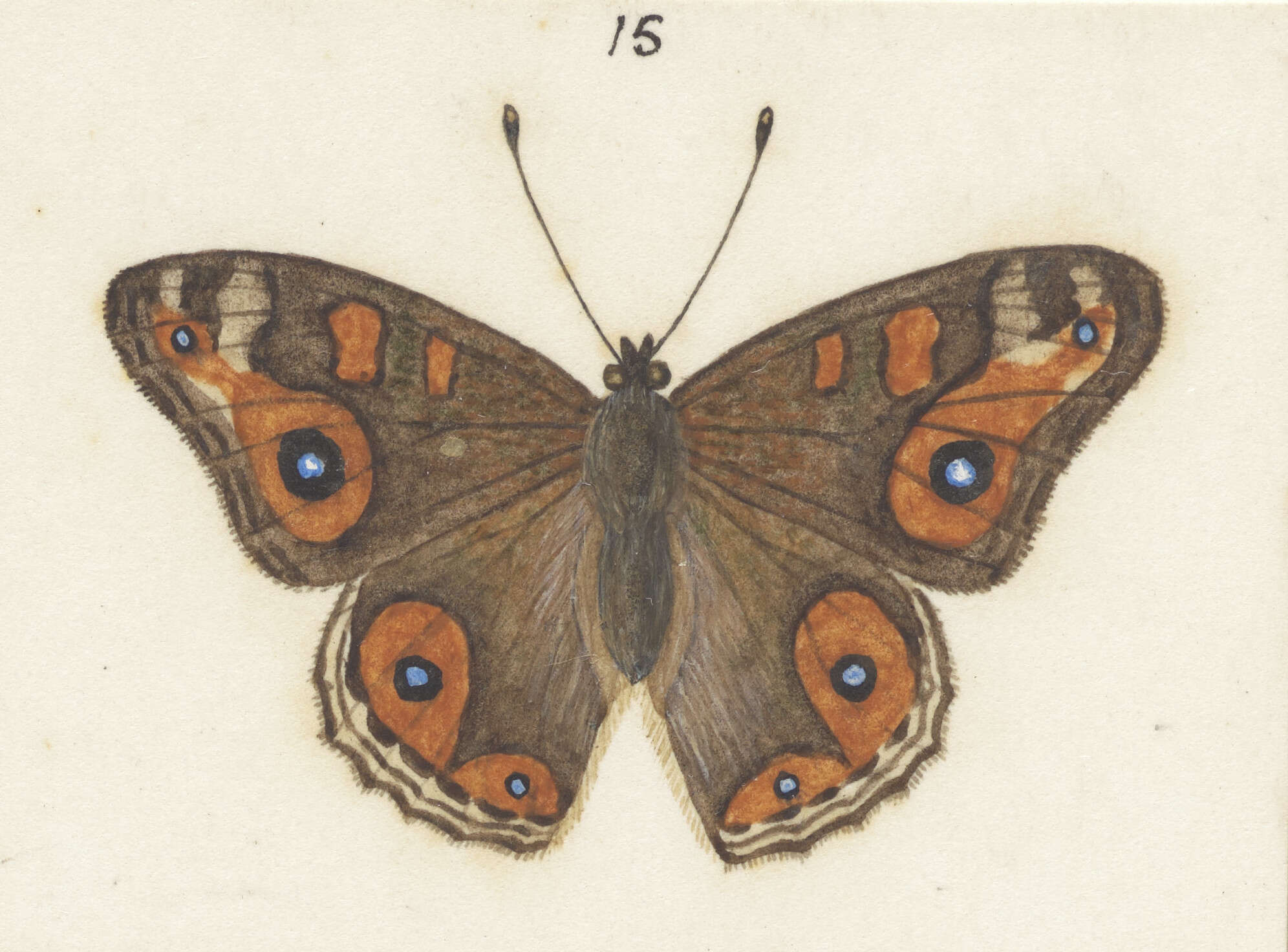 Image of Meadow Argus