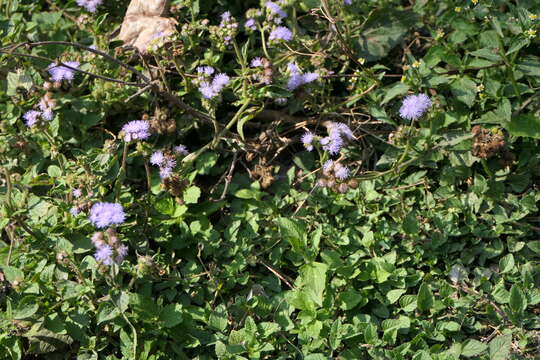 Imagem de Ageratum houstonianum Mill.