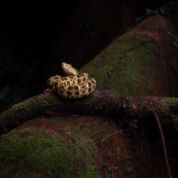 Image of Chocoan Forest Pit Viper