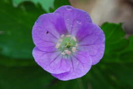 Image of spotted geranium