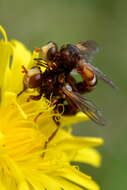 Image of Cylindromyia bicolor (Olivier 1811)