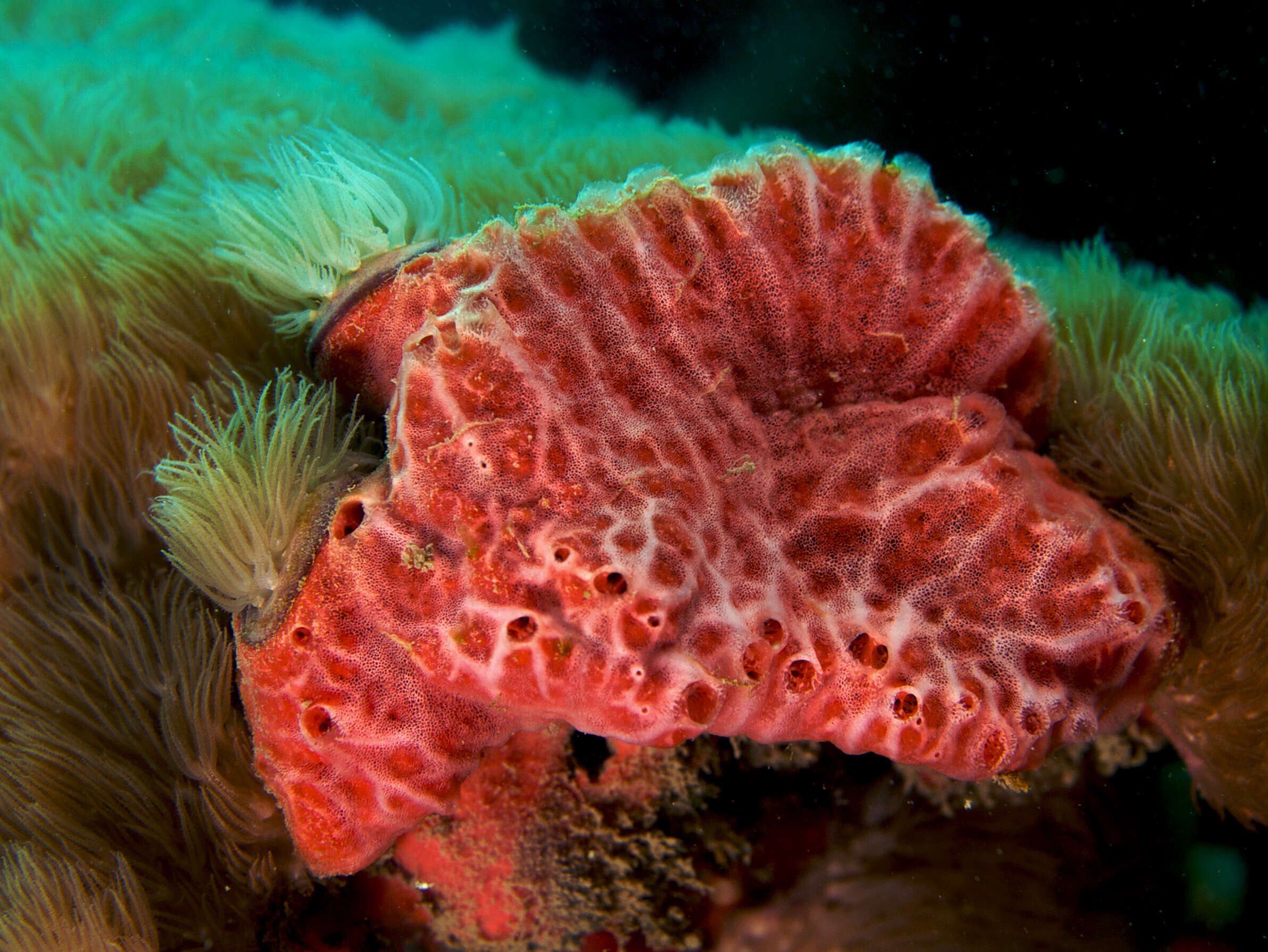Image of red-white marbled sponge