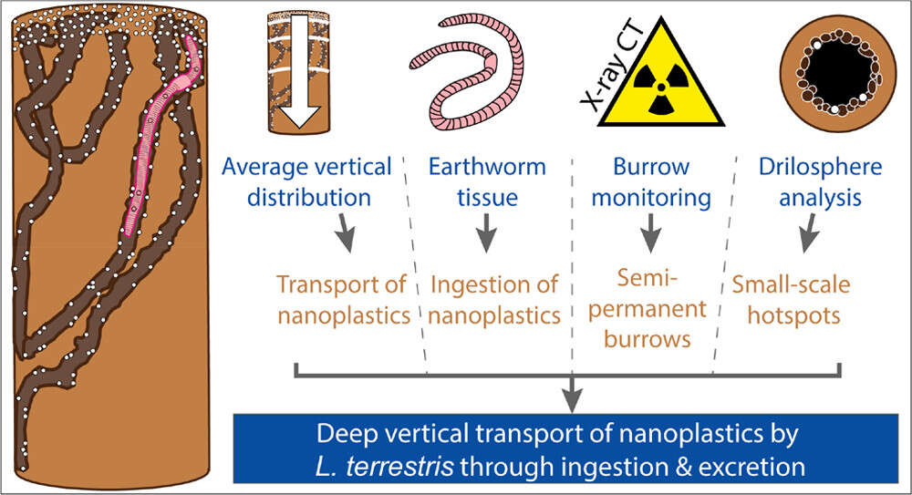 Image of Earthworm