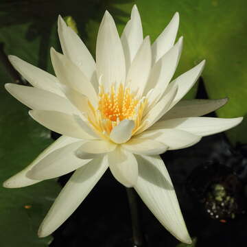 Image de Nymphaea ampla (Salisb.) DC.