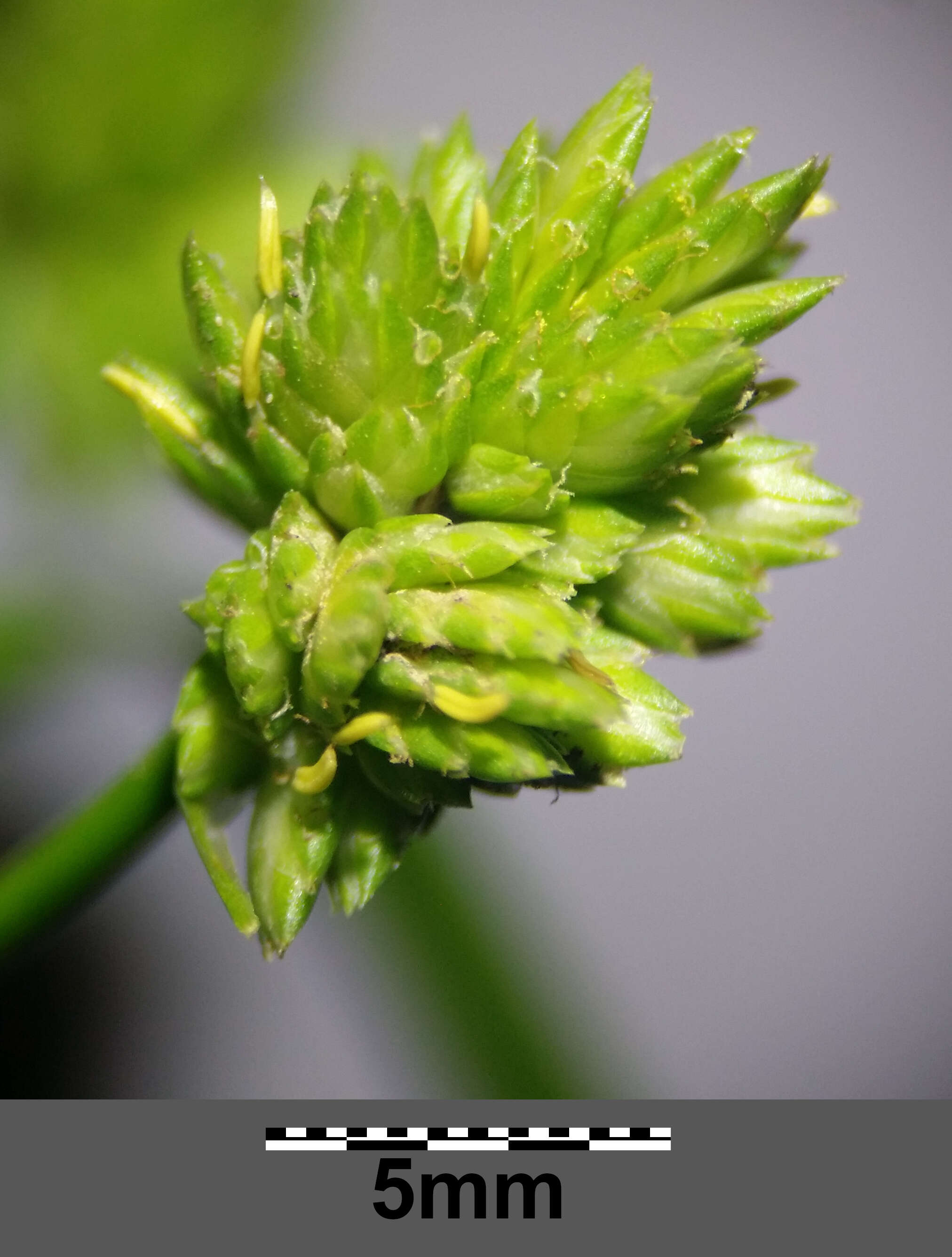 Слика од Cyperus eragrostis Lam.