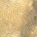 Image of Lesser Brain Coral