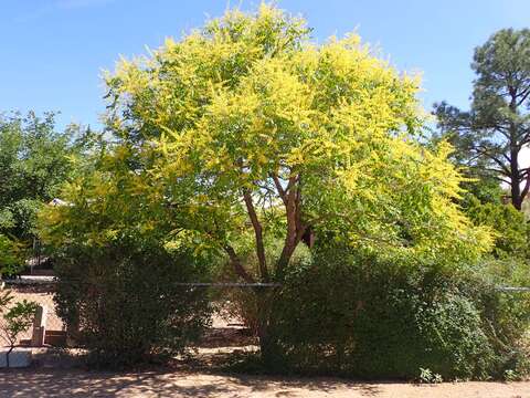 Image of Golden-rain tree