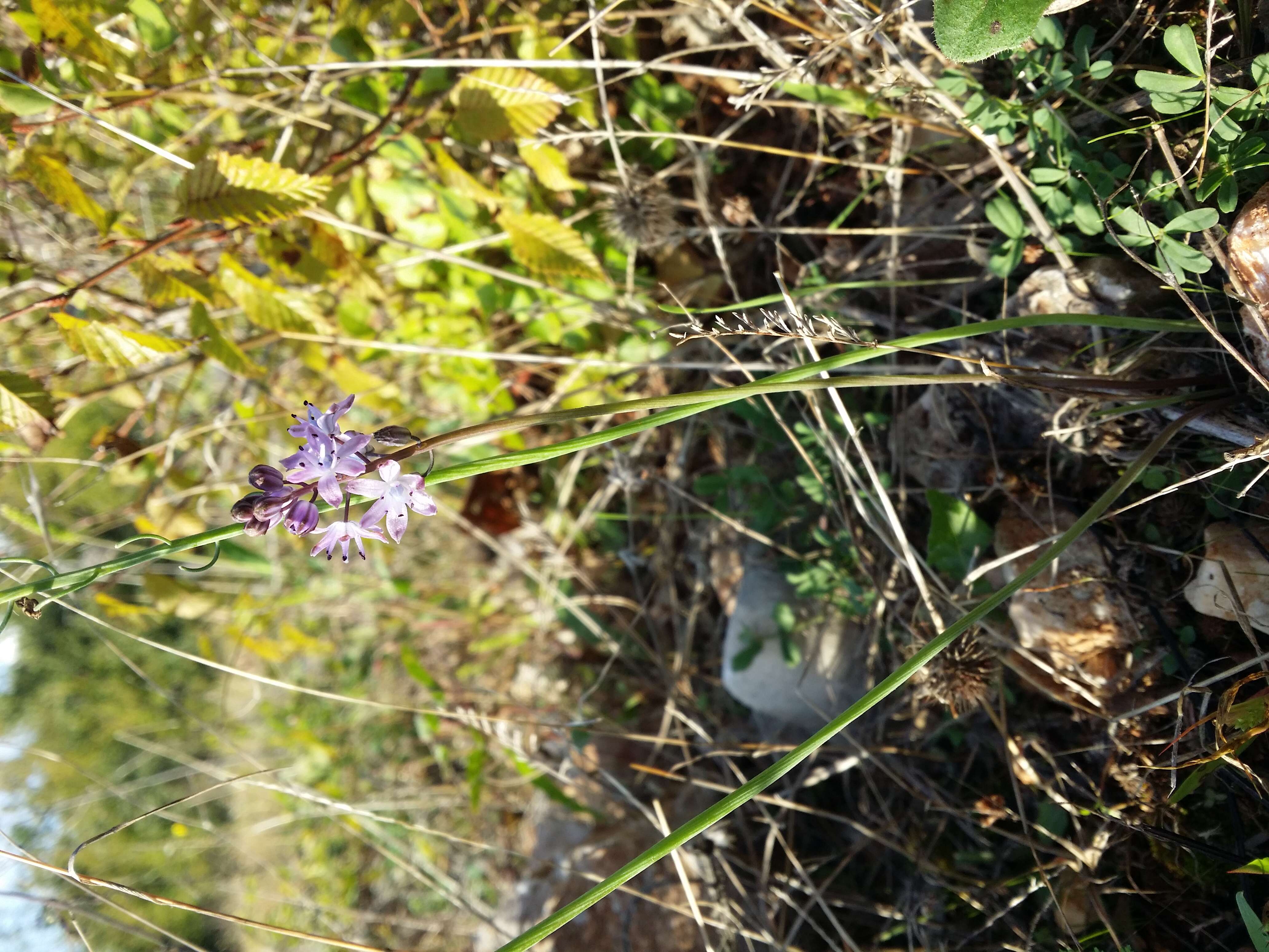 Image of autumn squill