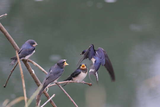 Image of Hirundo Linnaeus 1758