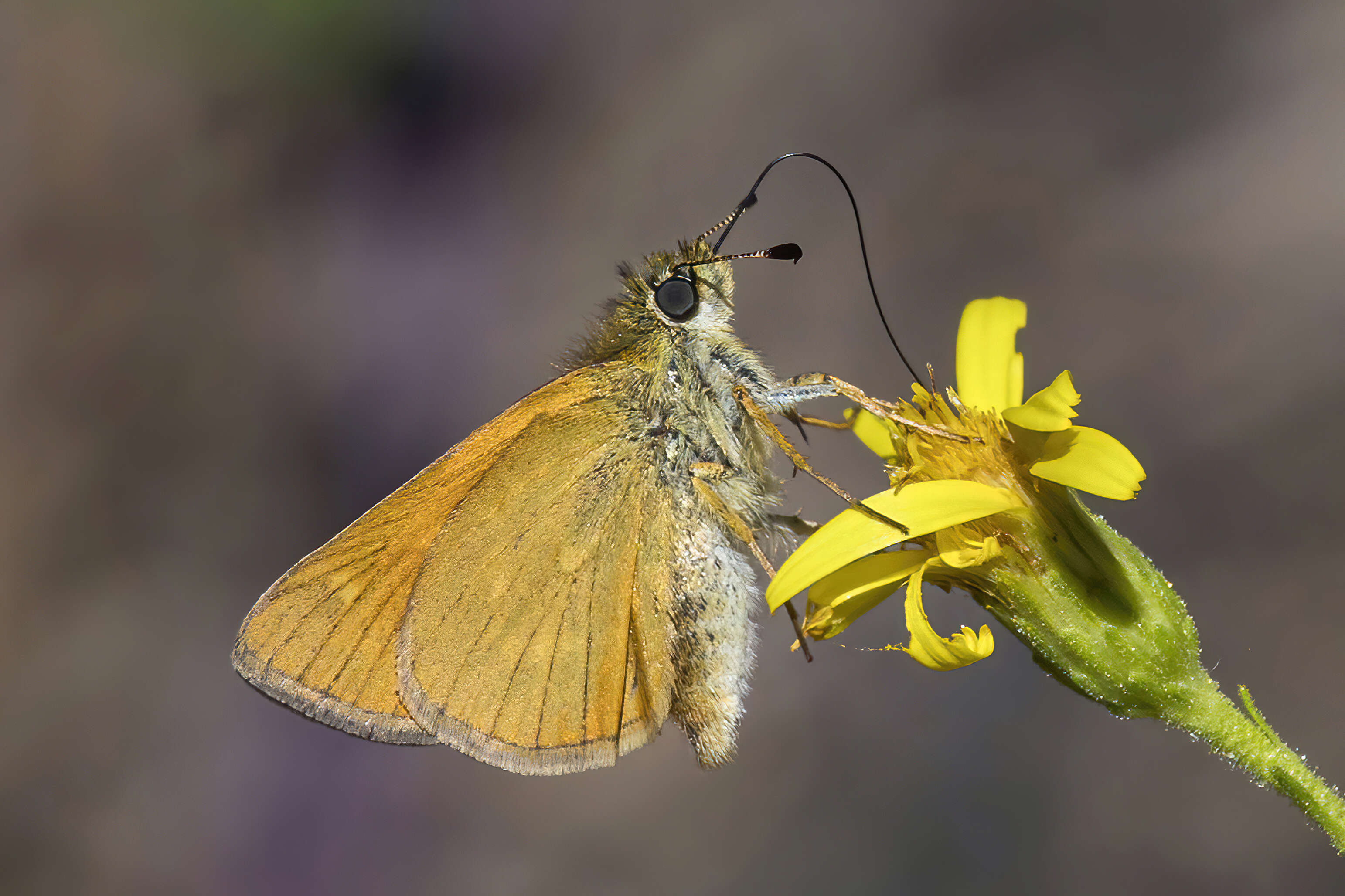 Image of Ochlodes sylvanus