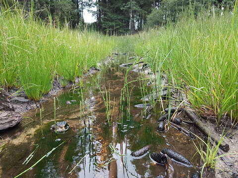 Image of Water Horsetail