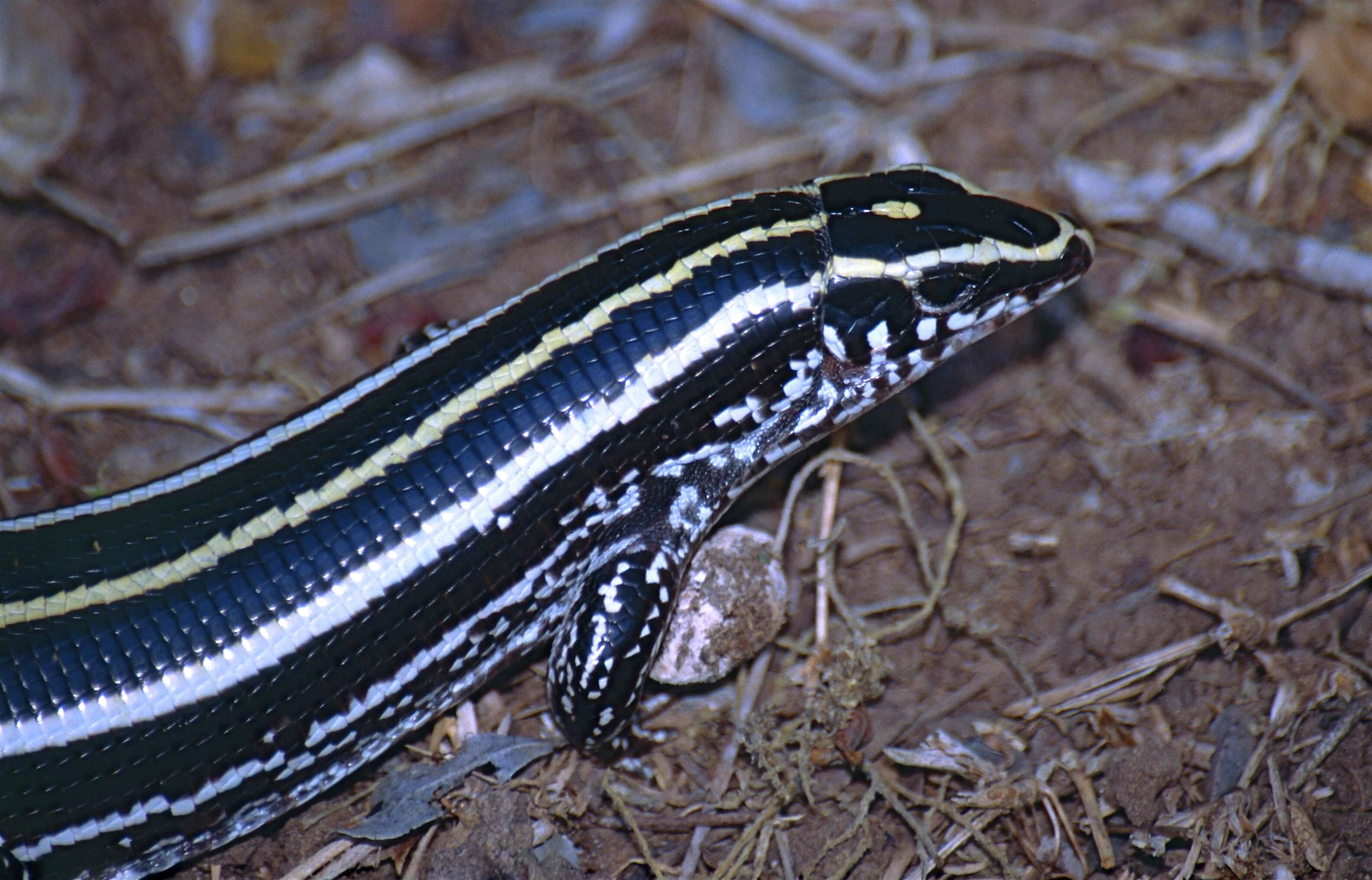 Image of Three-lined Girdled Lizard