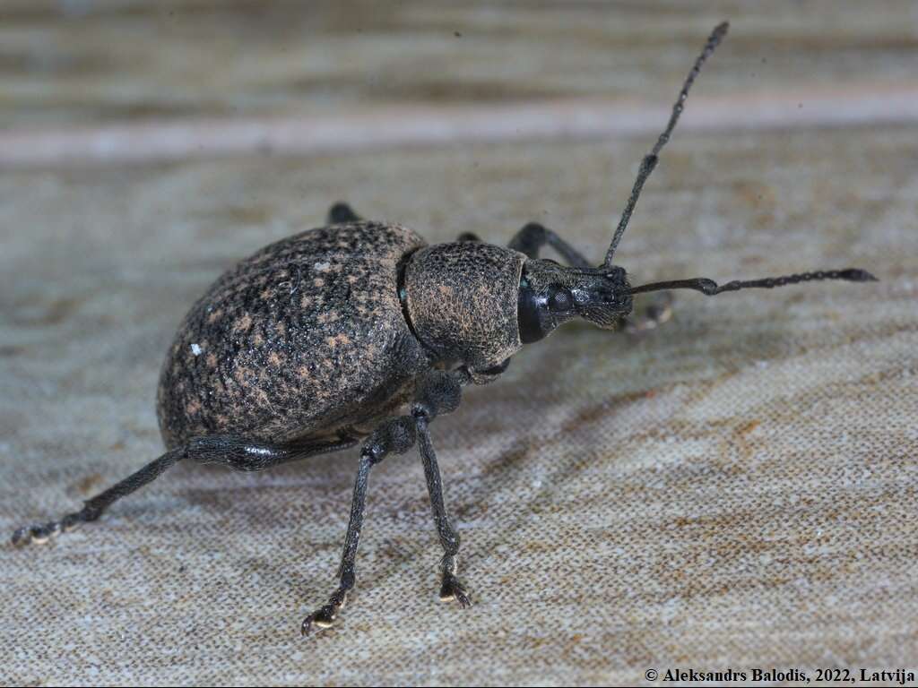 Otiorhynchus (Otiorhynchus) armadillo (Rossi 1792) resmi