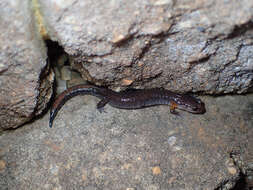 Image of Webster's Salamander