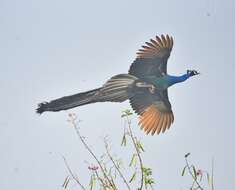 Image of Asiatic peafowl