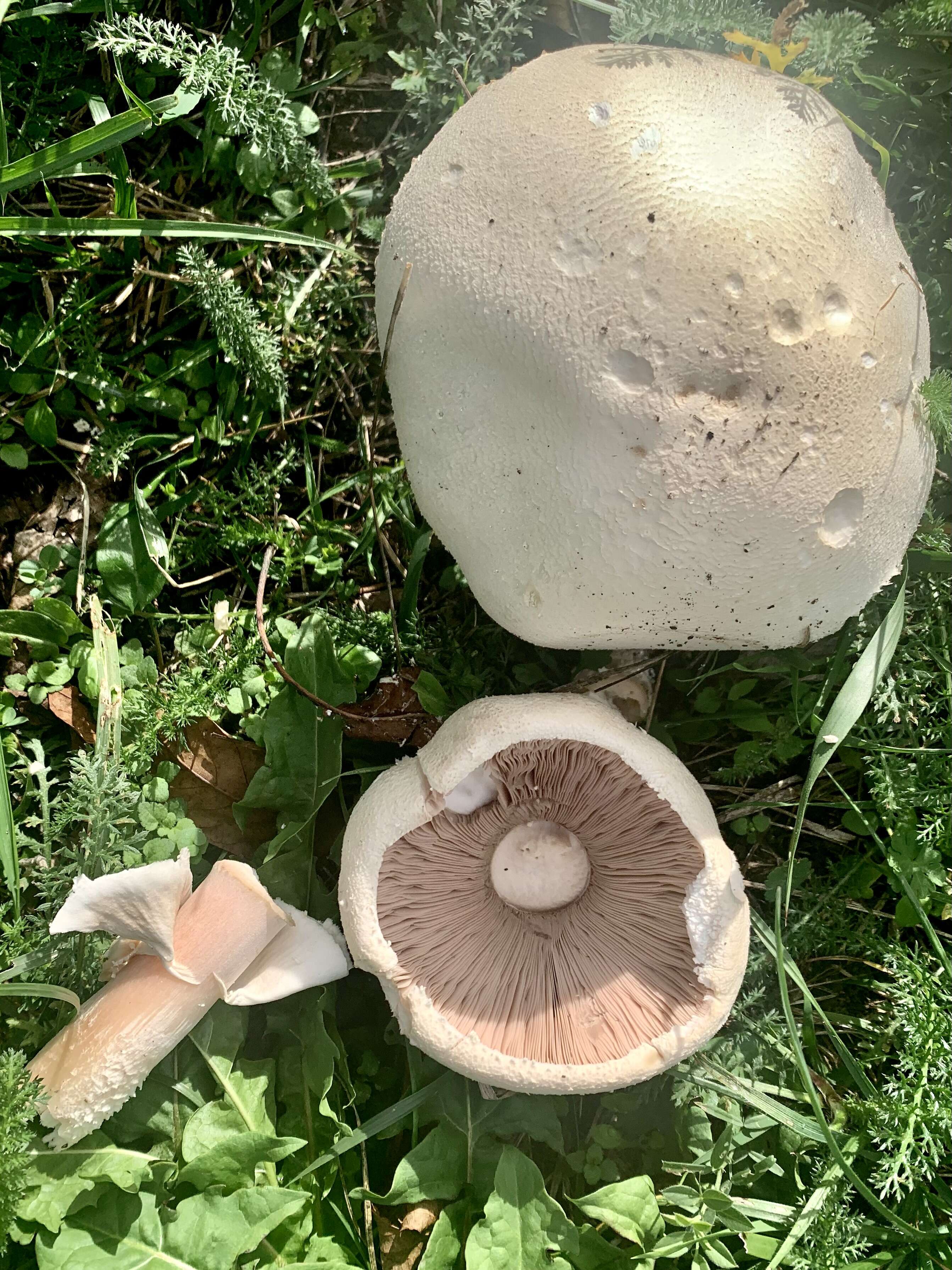 Image of Horse Mushroom