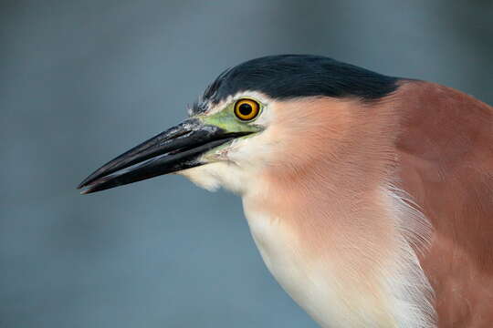 Image of Nankeen Night Heron