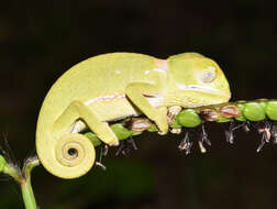 Image of Common African Flap-necked Chameleon