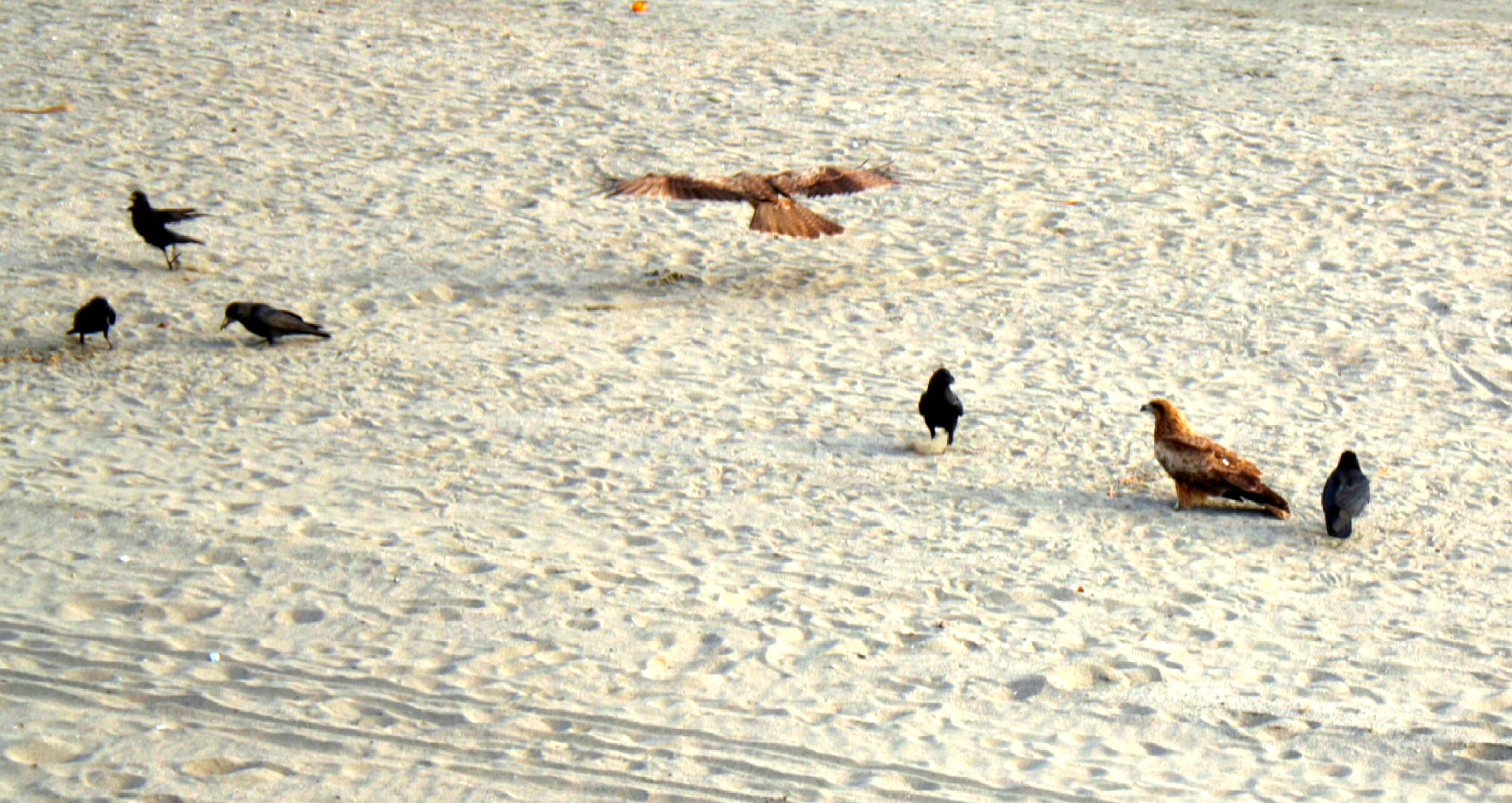 Image of Black Kite