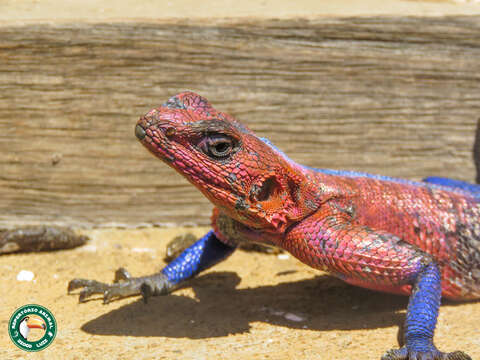 Image of Mwanza Flat-headed Rock Agama