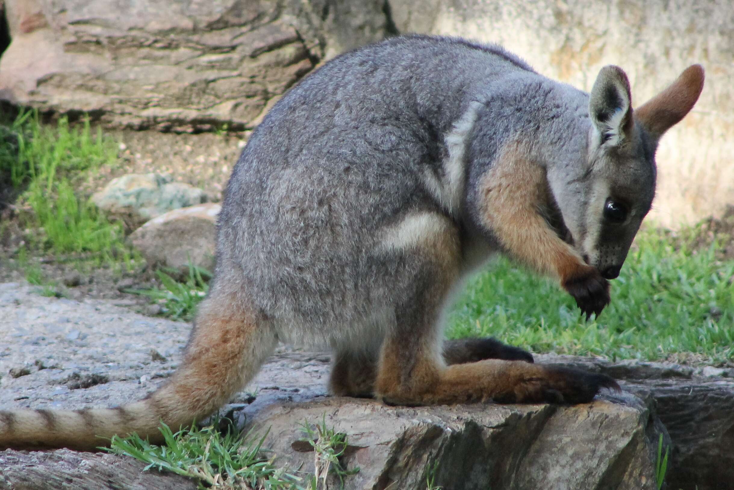 Image of Ring-tailed Rock Wallaby