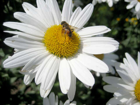 Image of Oxeye Daisy