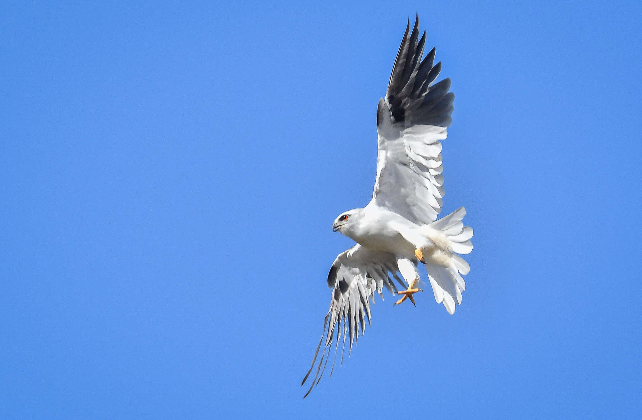 Image of Black-shouldered Kite