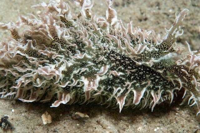 Image of blue-spotted sea hare