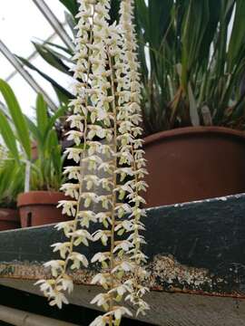 Dendrochilum cobbianum Rchb. fil. resmi